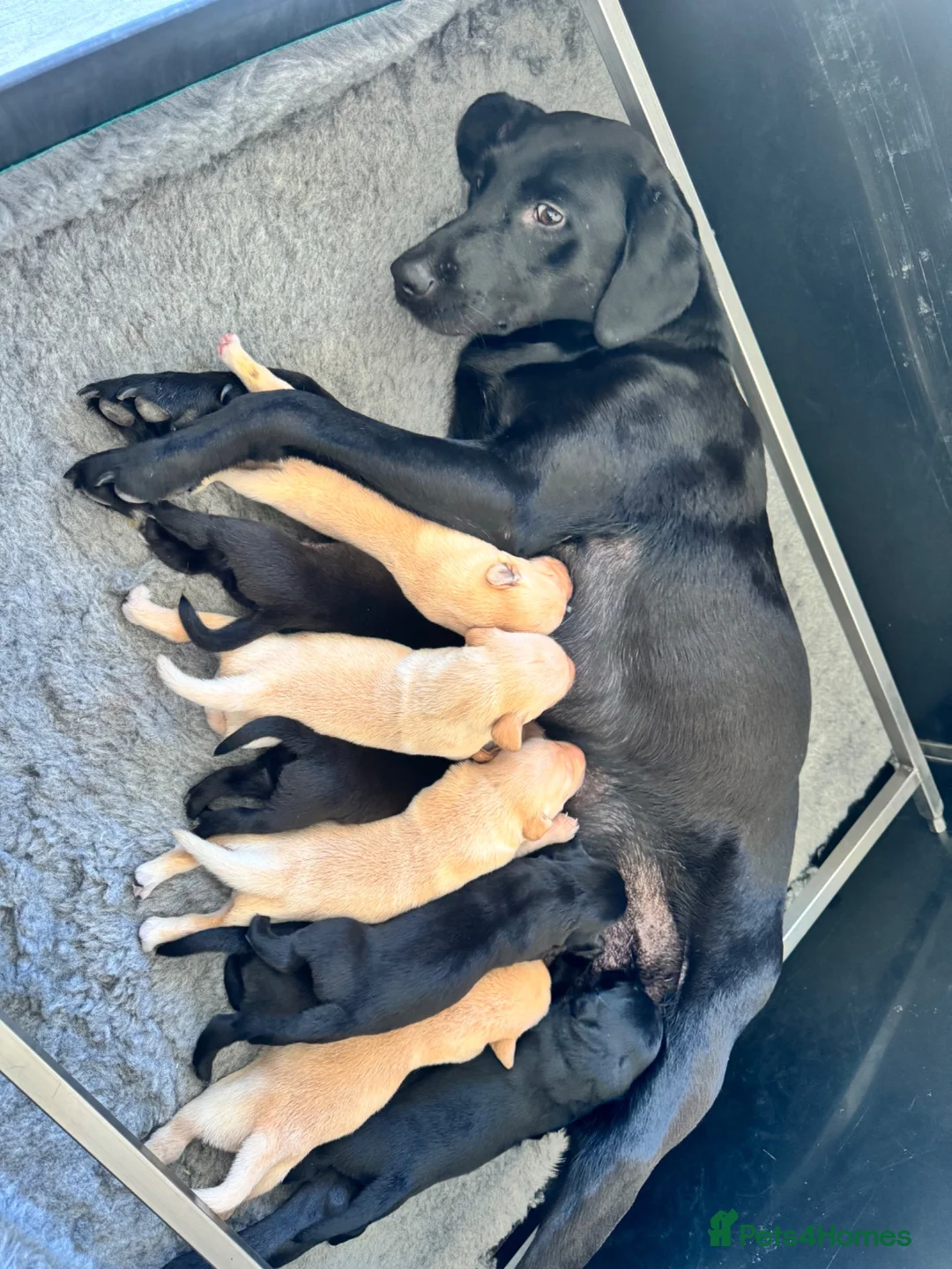 Labrador Retriever dogs for sale: KC Reg. Yellow Bitch Puppy  - Advert 14