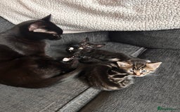 Mixed Breed cats for sale: 2 mixed breed kittens  - Advert 5