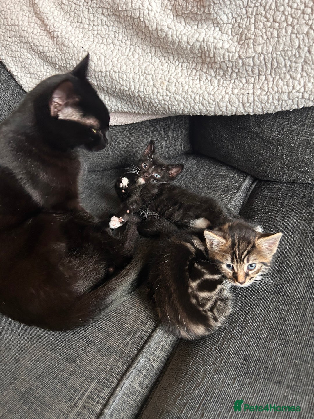 Mixed Breed cats for sale: 2 mixed breed kittens  - Advert 5
