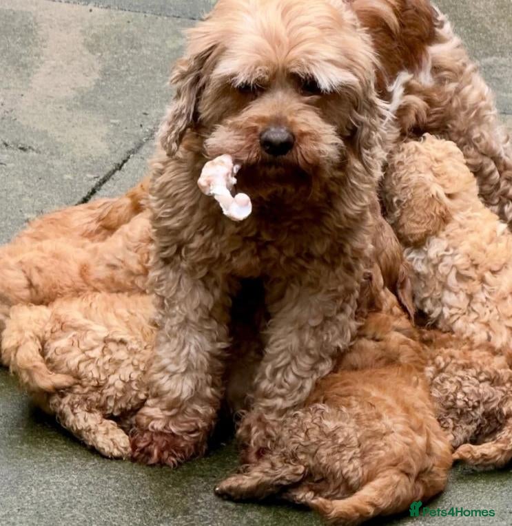 Cavapoo dogs A Bundle of Cuddles and Happiness-Cavapoo Puppies - Advert 9