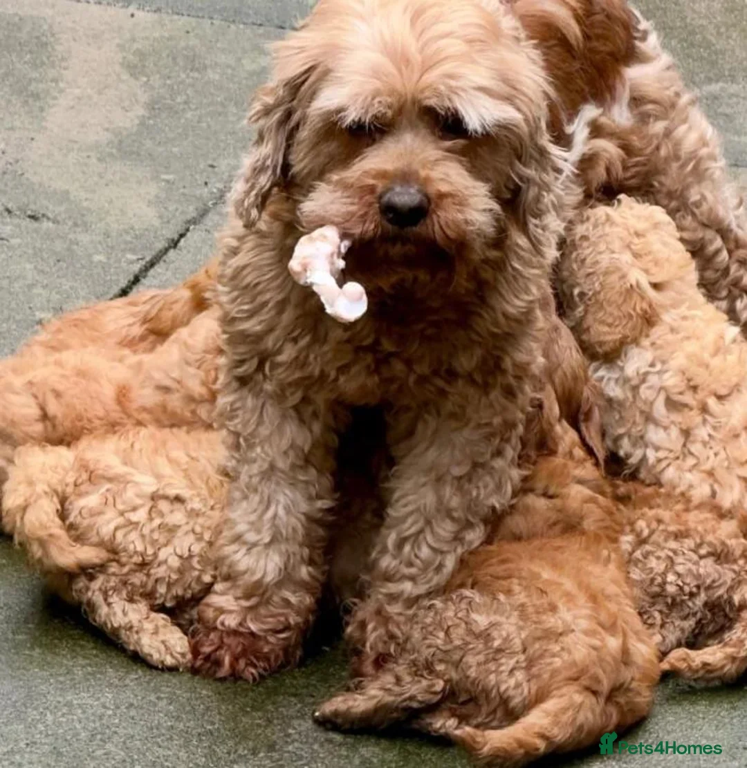 Cavapoo dogs for sale: A Bundle of Cuddles and Happiness-Cavapoo Puppies in Leeds - Advert 1