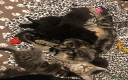 British Shorthair cats for sale: STUNNING AND LOVING BSH x DSH KITTENS - Image 33