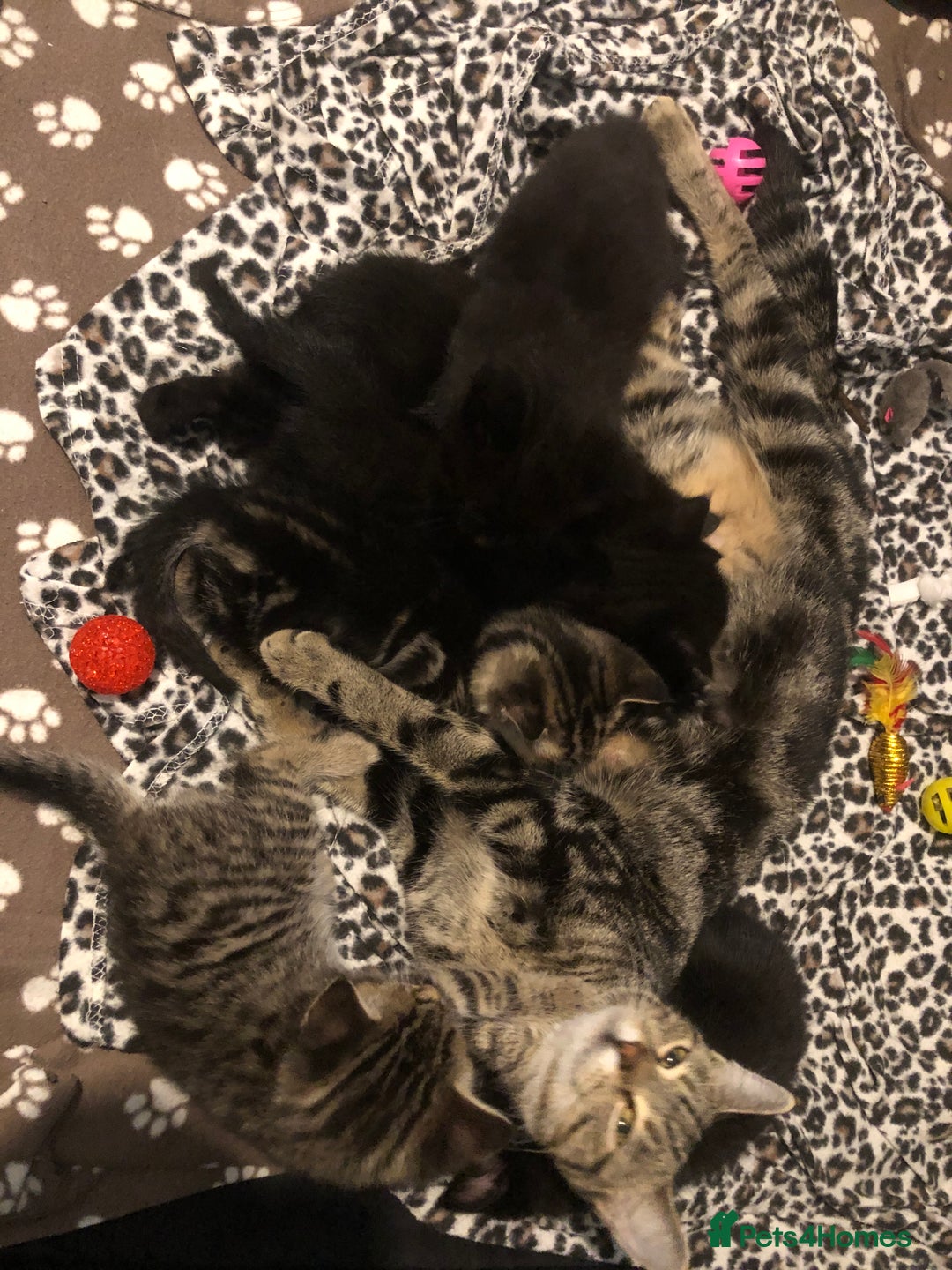 British Shorthair cats for sale: STUNNING AND LOVING BSH x DSH KITTENS - Image 33
