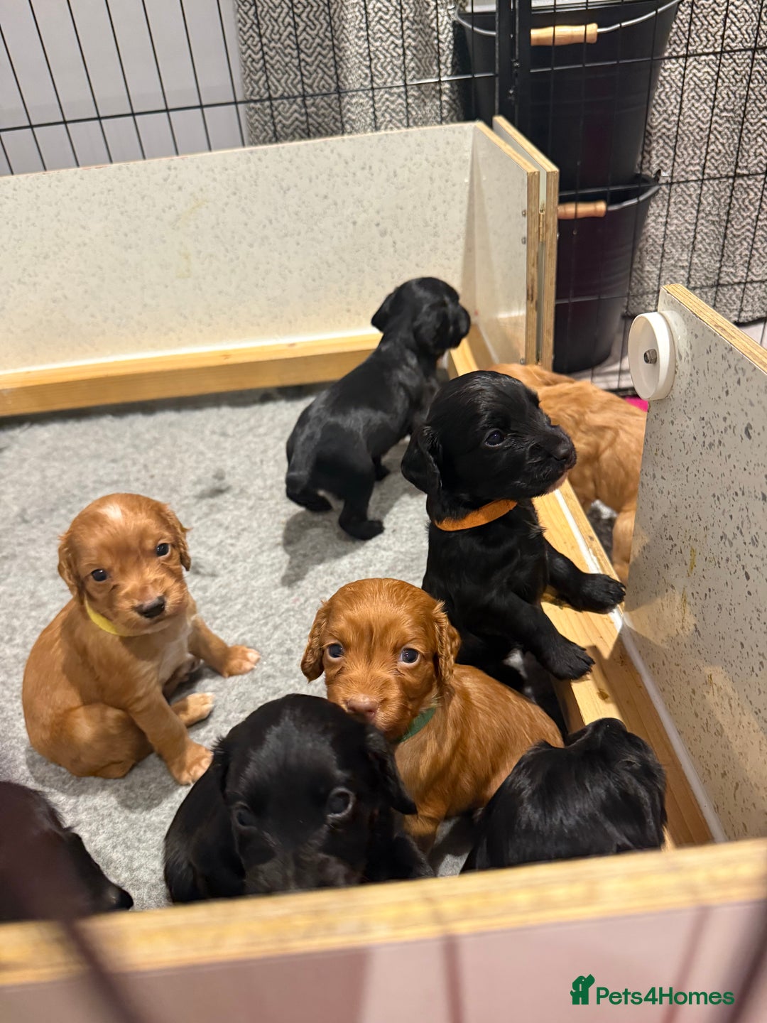 Cocker Spaniel dogs for sale: Gorgeous kc working cocker spaniel puppy - Advert 8