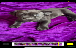 Mixed Breed dogs for sale: Cane Corso × Rottweiler/Bordeaux Puppies All Girls - Image 23