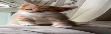 American Shorthair 4