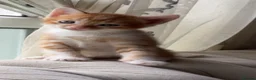 American Shorthair cats for sale: 5 kittens and 2 cats are looking for a new home.  - Advert 17