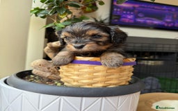 Cavapoochon dogs for sale: Gorgeous Black and Brown Cavapoo Puppies - Image 8