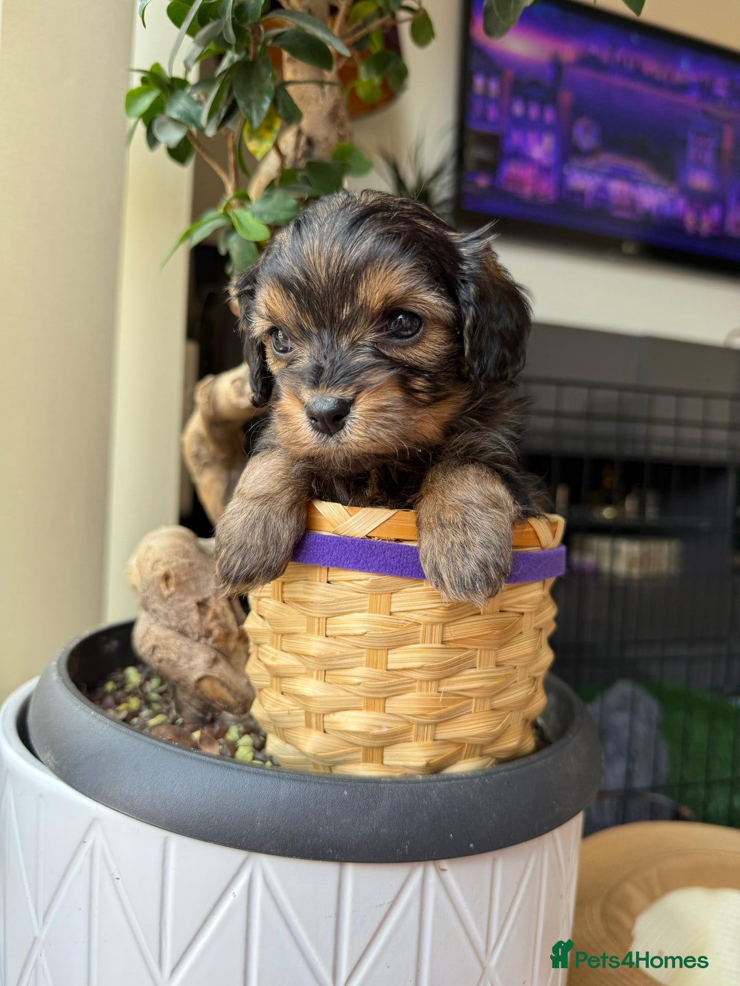 Cavapoochon dogs for sale: Gorgeous Black and Brown Cavapoo Puppies - Image 8