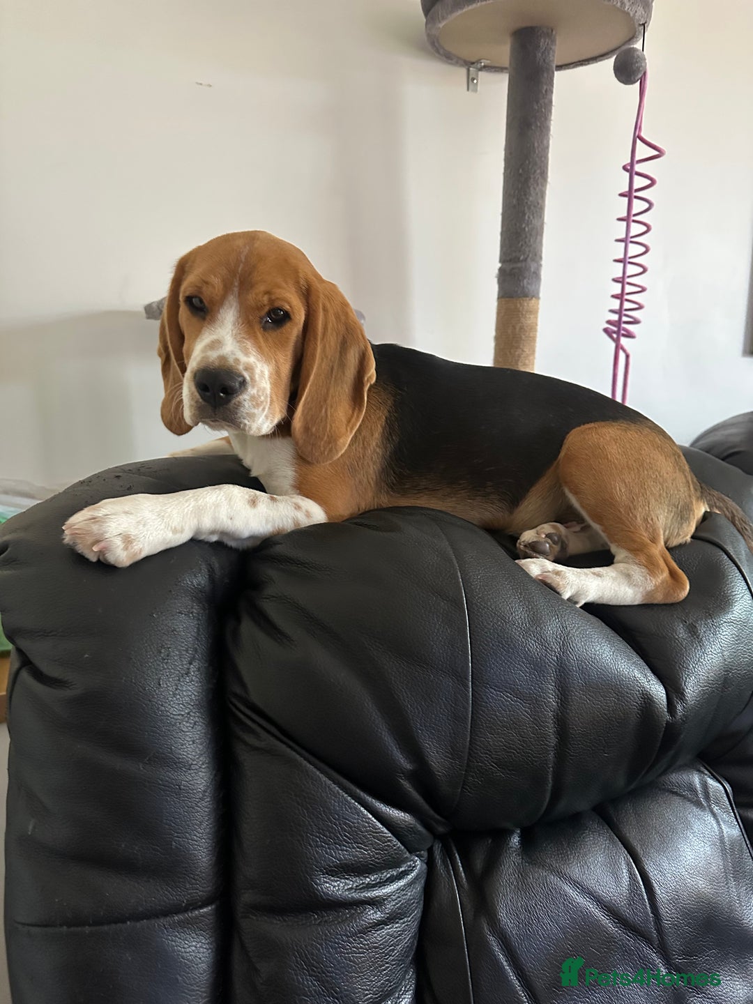 Beagle dogs for sale: Beautiful boy Beagle nearly 6 months old  - Image 1