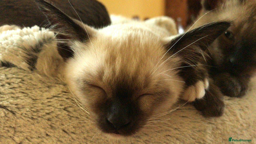 Burmese cats for sale: Exquisite Tonkdolls - Image 2