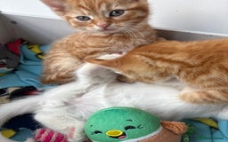 Domestic Shorthair cats for sale: Kittens looking for forever home.  - Image 18