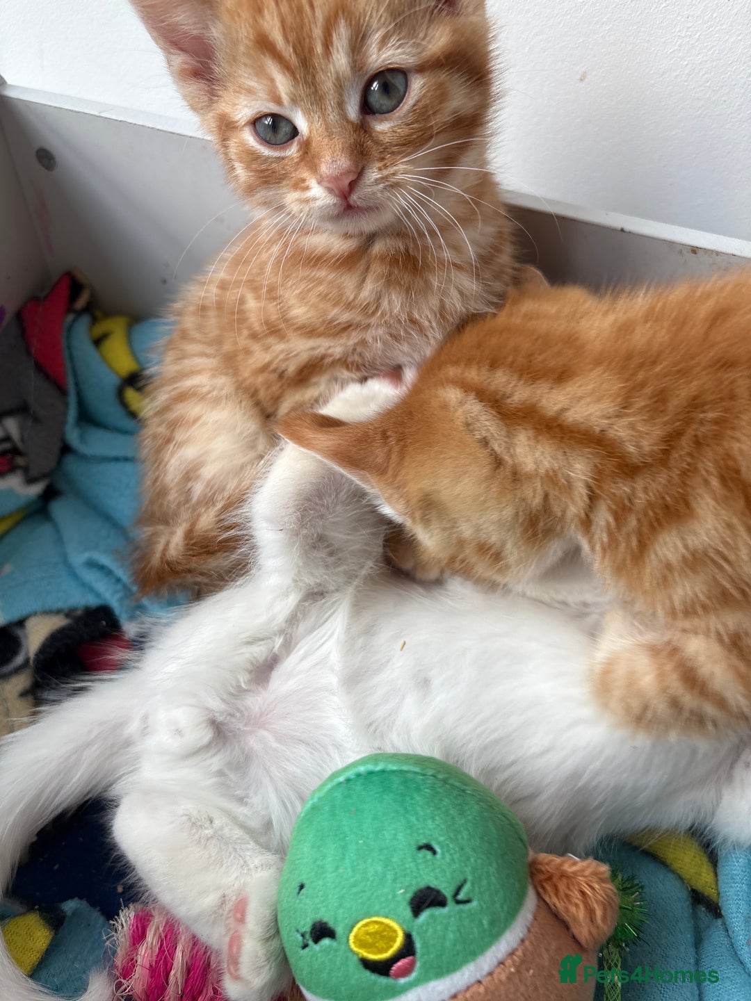 Domestic Shorthair cats for sale: Kittens looking for forever home.  - Image 18