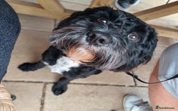 Cavapoo dogs for stud: Cavapoo for stud - Image 2