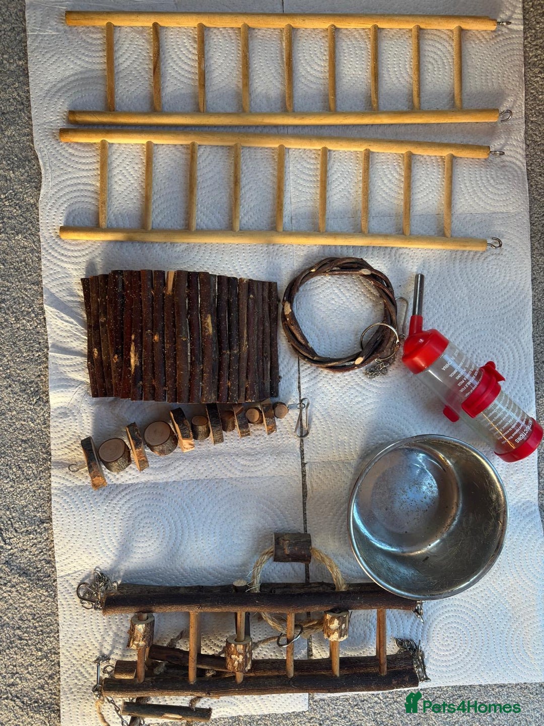 Rat rodents for sale: Dumbo Rats - Advert 10