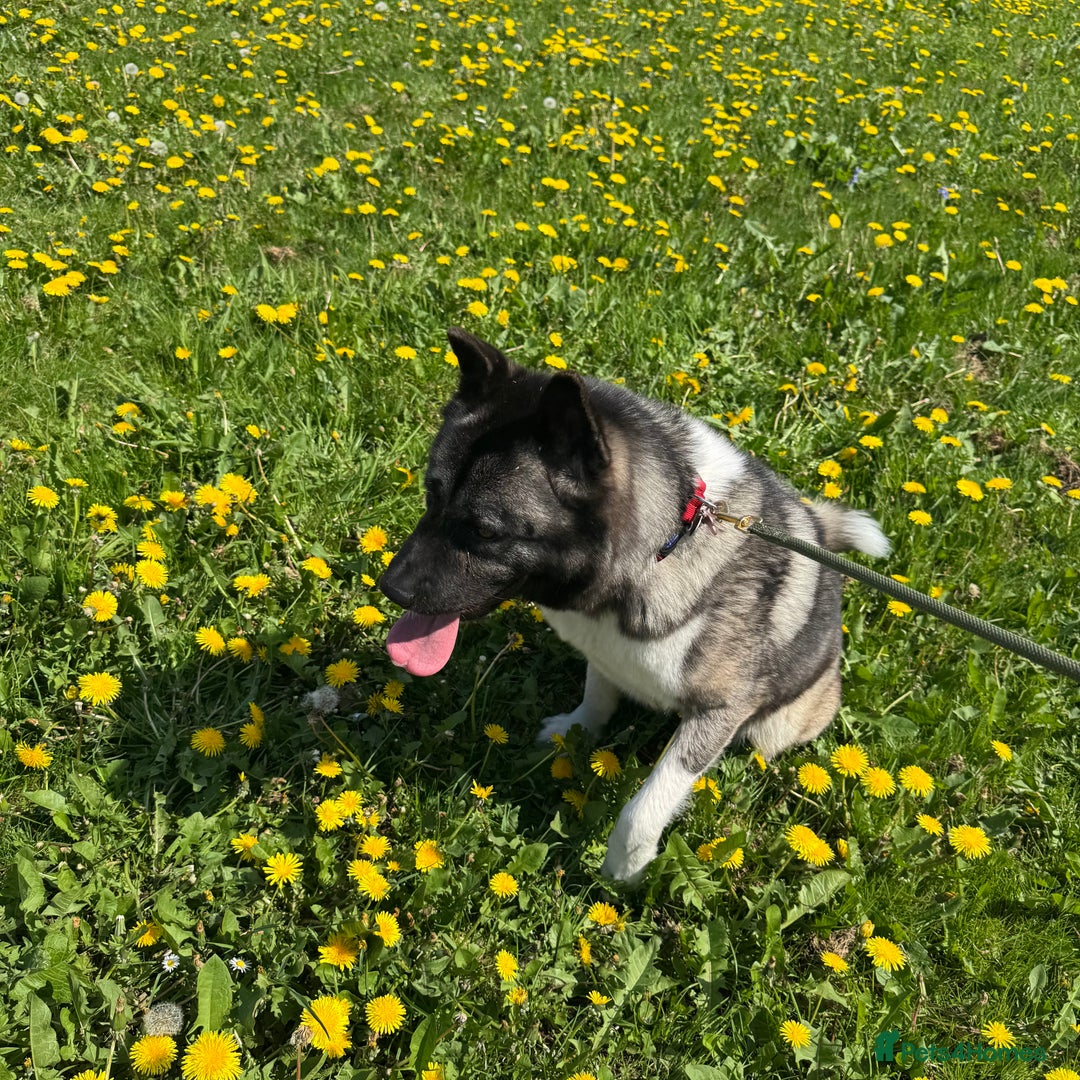 Akita dogs for sale: Quality Family Raised American Akita Puppies - Image 27