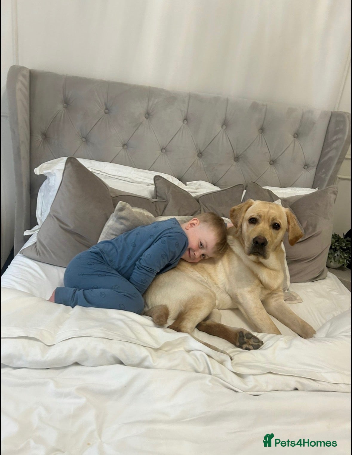 Labrador Retriever dogs Year old lab  - Advert 13