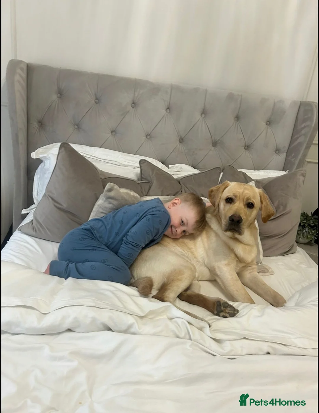 Labrador Retriever dogs for sale: Year old lab  in Clacton-on-Sea - Advert 1