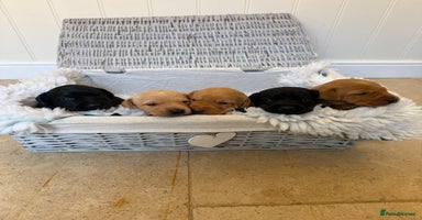 Labrador Retriever dogs - Advert 9