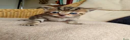 Mixed Breed cats for sale: Cat short hair british - Advert 8