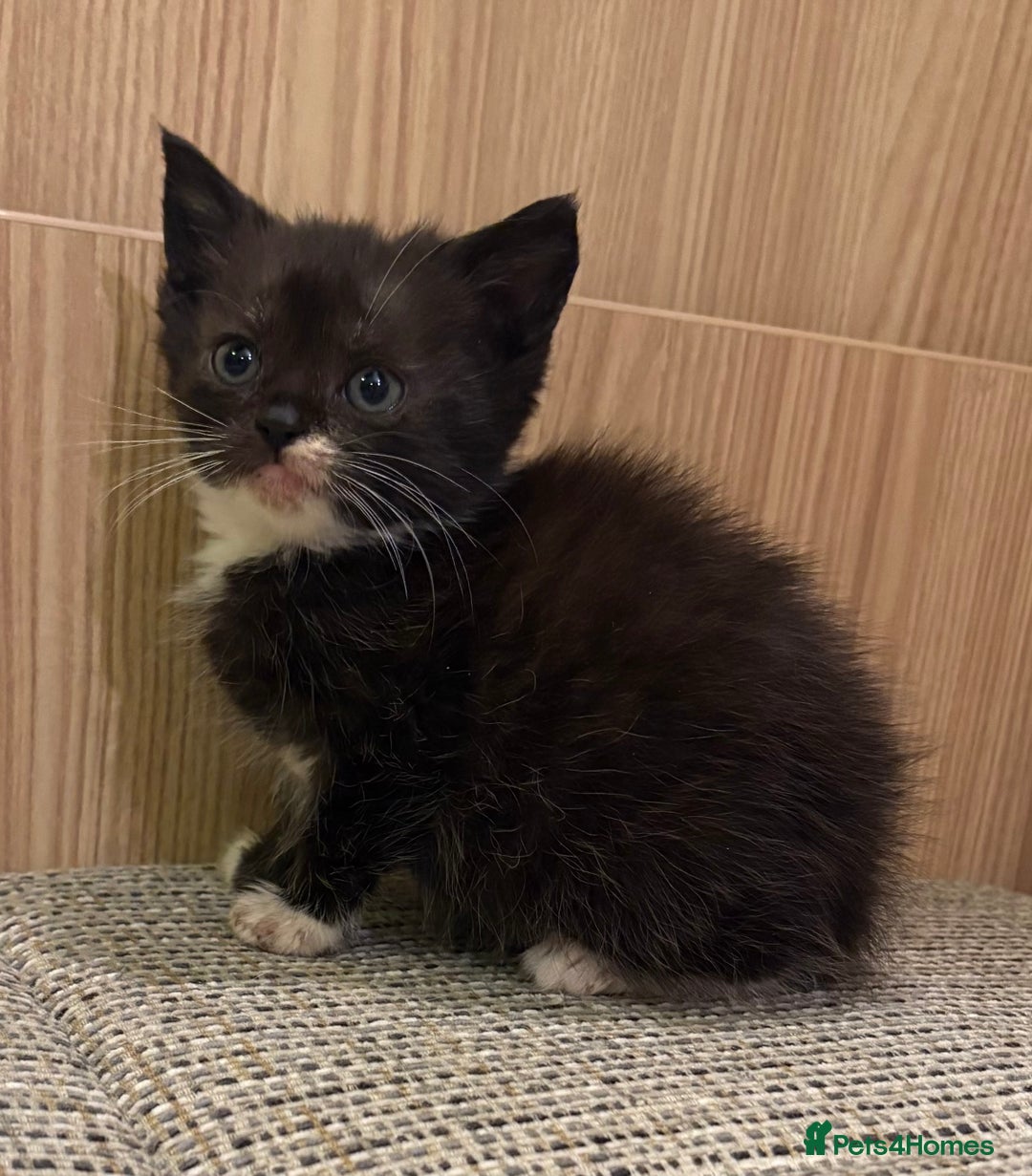 British Shorthair cats for sale: British Shorthair Kittens. - Advert 7