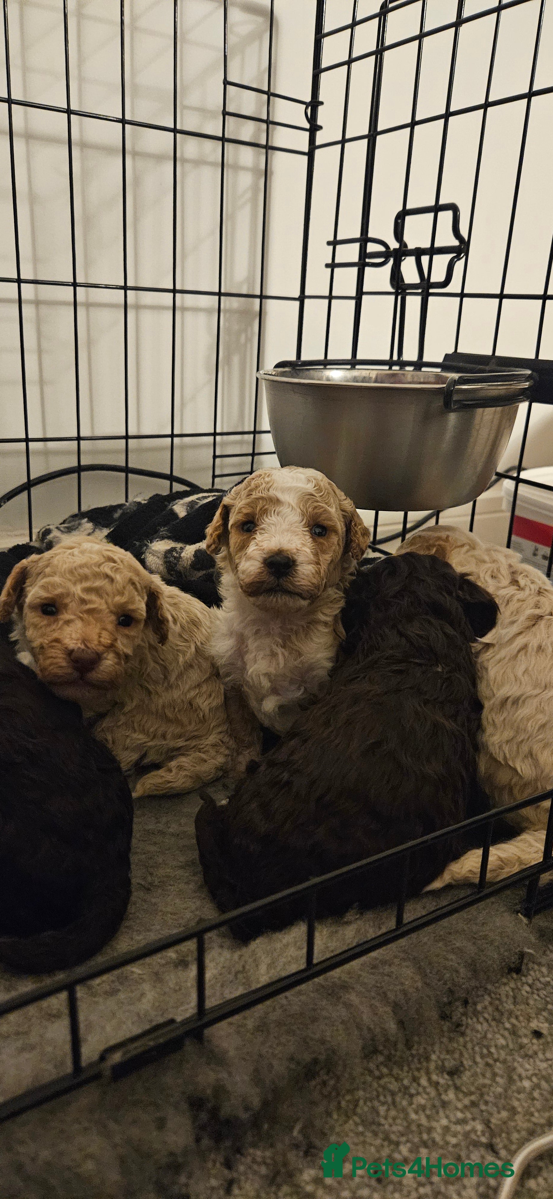 Toy Poodle dogs Beautiful Toy Poodles - Advert 5