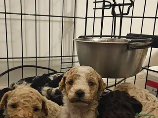 Toy Poodle dogs Beautiful Toy Poodles - Advert 5