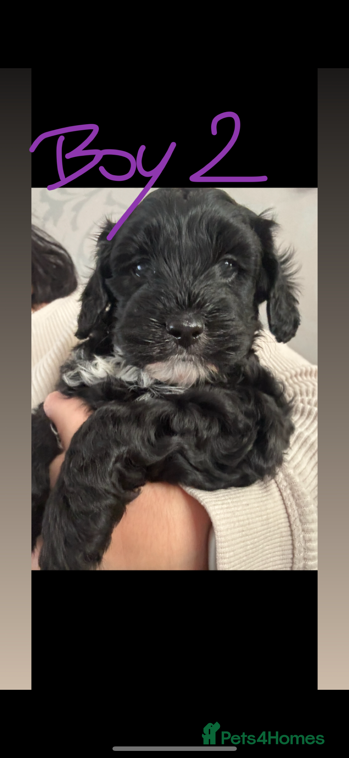 Mixed Breed dogs Shihpoo puppies  - Advert 14