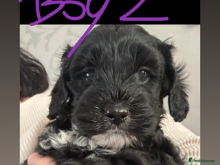 Mixed Breed dogs Shihpoo puppies - Advert 14