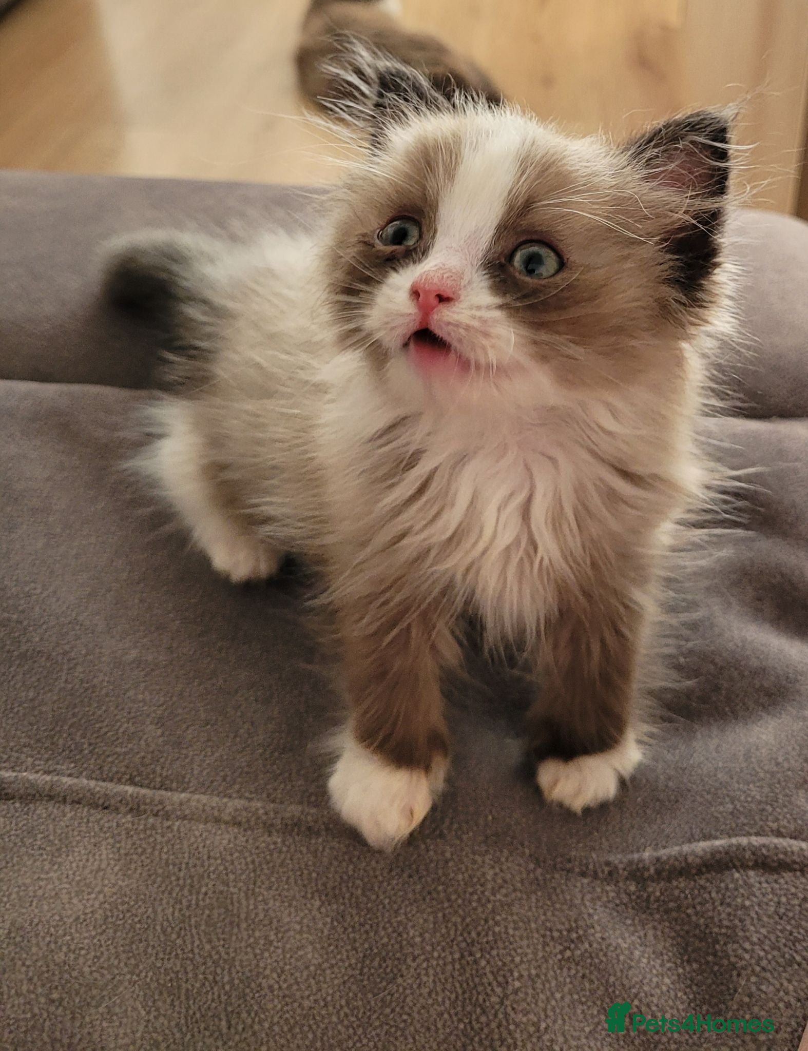 Ragdoll cats Male Ragdoll kitten AVAILABLE NOW - Advert 5