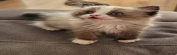 Ragdoll cats for sale: Male Ragdoll kitten AVAILABLE NOW - Advert 1