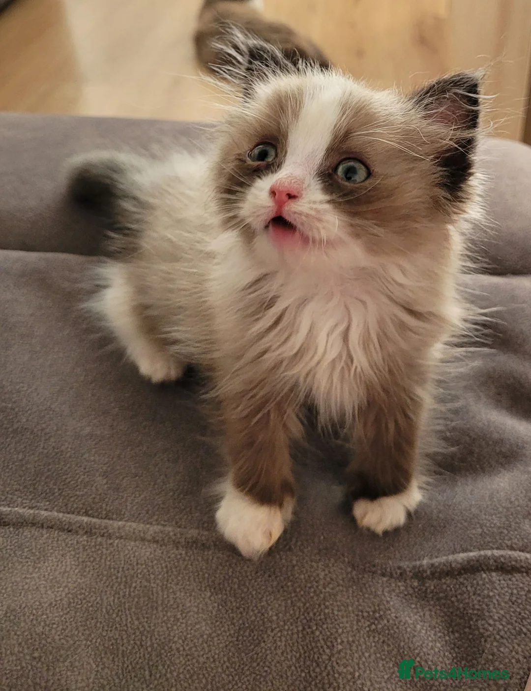 Ragdoll cats for sale: Male Ragdoll kitten AVAILABLE NOW - Advert 1