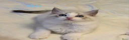 Ragdoll cats for sale: TICA Registered Ragdoll Kittens - Advert 5
