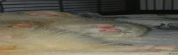 Ferret rodents for sale: Two hobs, up to reasonable price offers in Wolverhampton - Advert 2