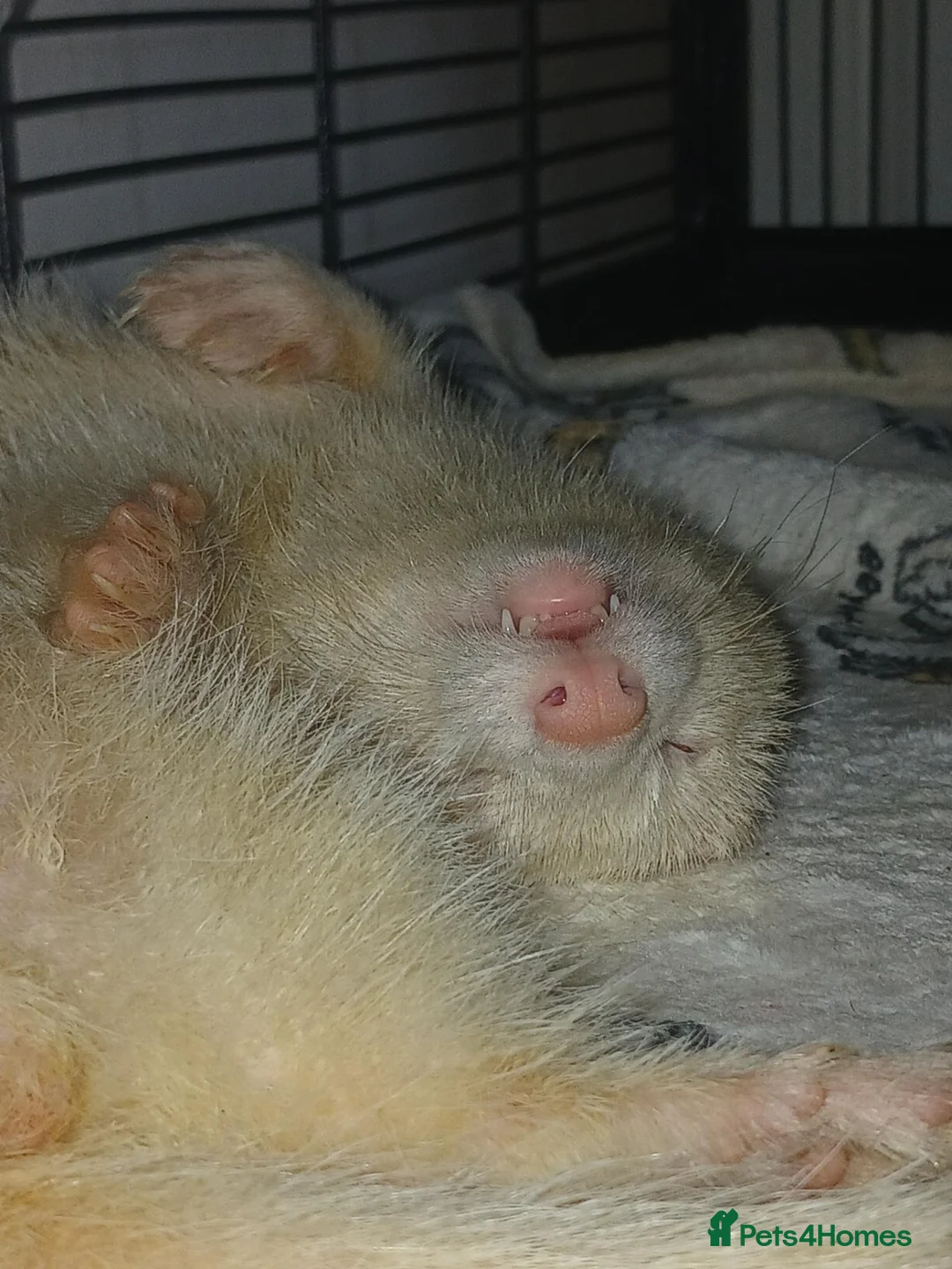 Ferret rodents for sale: Two hobs, up to reasonable price offers in Wolverhampton - Advert 2