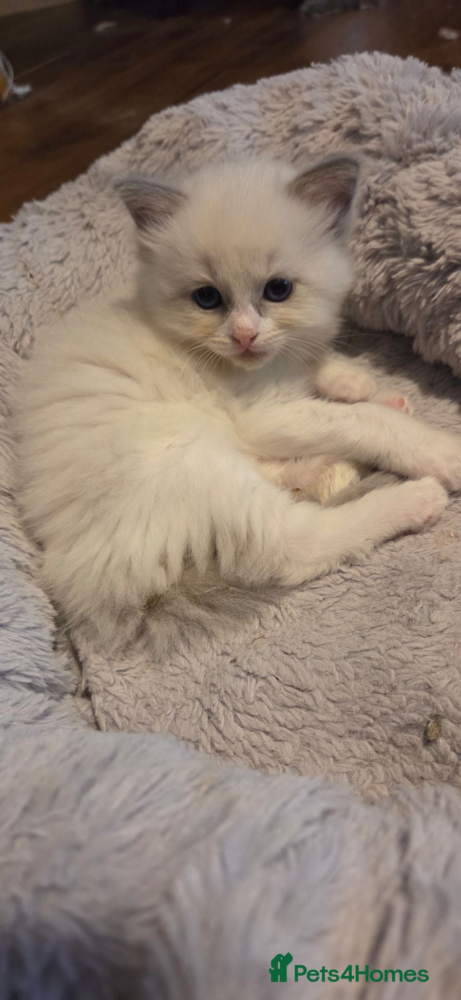 Ragdoll cats Beautiful Playful Ragdoll Kittens  - Advert 3
