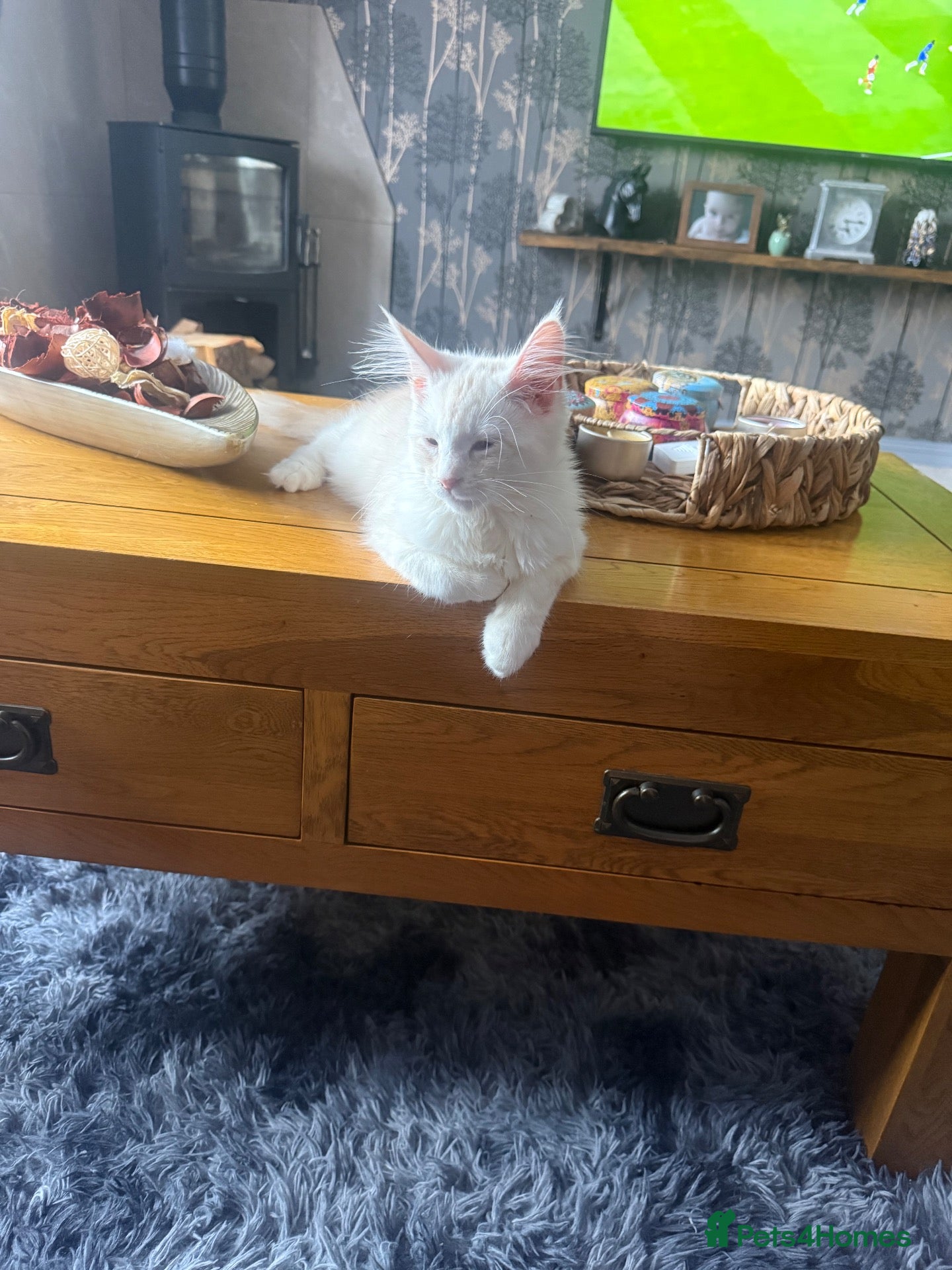 Maine Coon cats Last beautiful girl available  - Advert 11