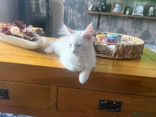 Maine Coon cats Last beautiful girl available - Advert 2