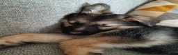 German Shepherd dogs for sale: Freya - Advert 9
