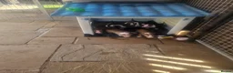 English Bull Terrier dogs for sale: English bullterrier pups for sale - Advert 10