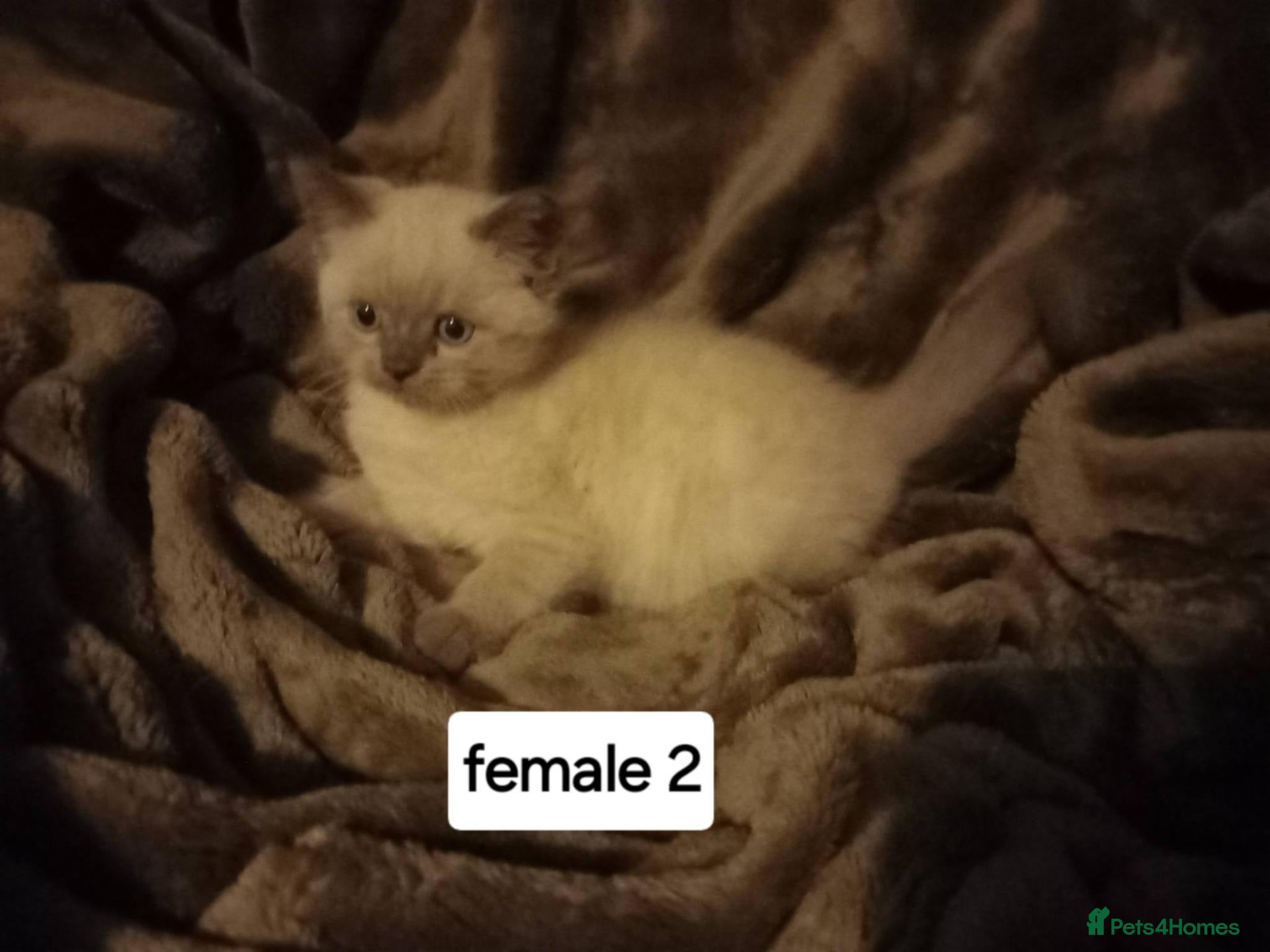 Persian cats Persian x sphynx acidental litter - Advert 11