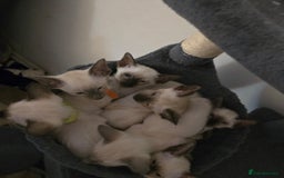 Siamese cats for sale: Gorgeous little cuddle buddies - Image 15