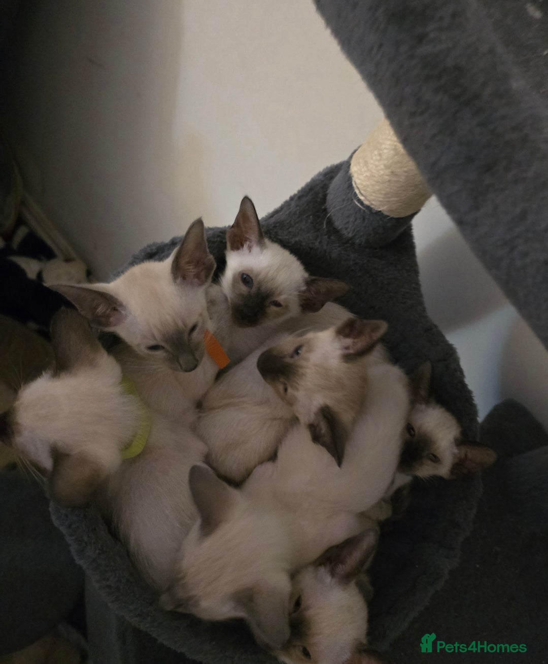 Siamese cats for sale: Gorgeous little cuddle buddies - Image 15