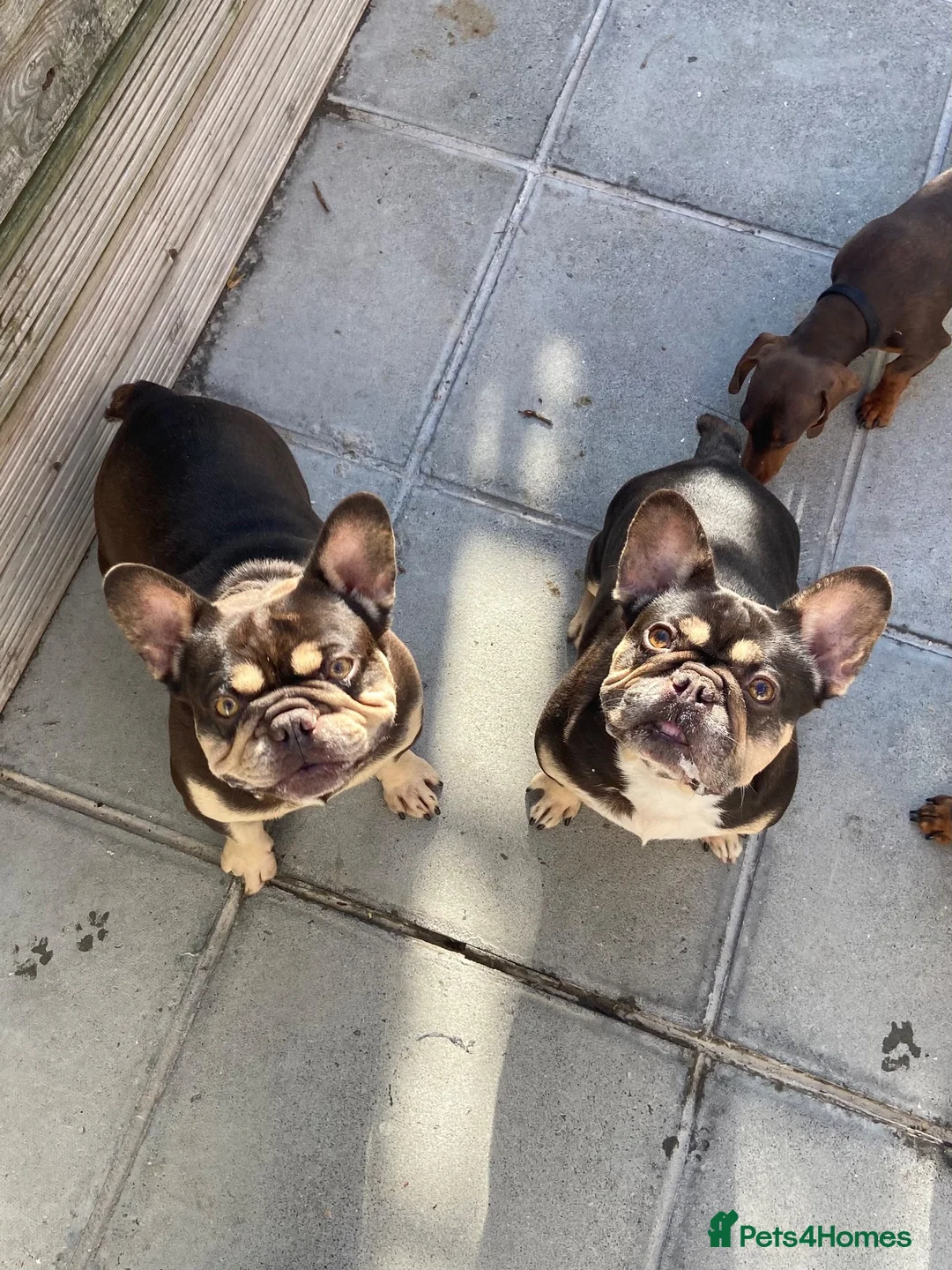 French Bulldog dogs for sale: FRENCH BULL DOGS FOR SALE - Advert 1