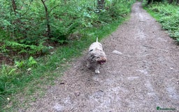 Lagotto Romagnolo dogs for sale: Litter of Hypoallergenic Lagotto/ not cockapoo  - Image 4