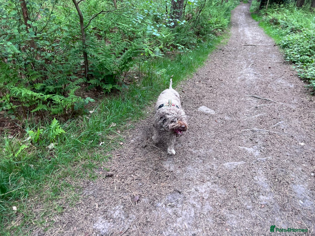 Lagotto Romagnolo dogs for sale: Litter of Hypoallergenic Lagotto/ not cockapoo  - Image 4
