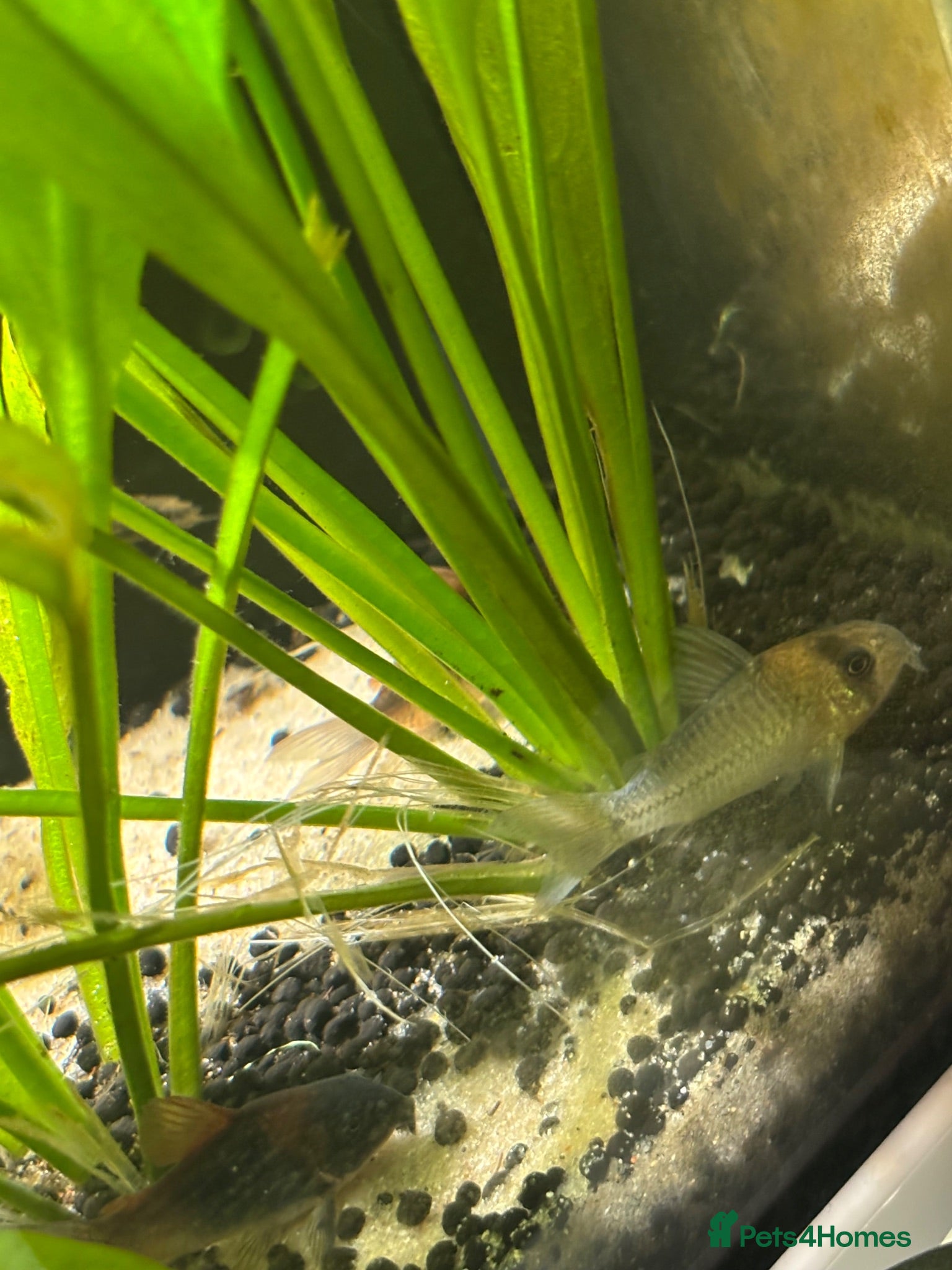 Corys fish Adolf corydora  - Advert 1