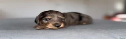 Miniature Dachshund dogs for sale: Miniature dachshund pups - Advert 8