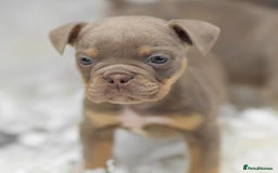 Old Tyme Bulldog dogs for sale: Why Settle for Less? 5⭐️Rated, 23 Years Experience - Image 10