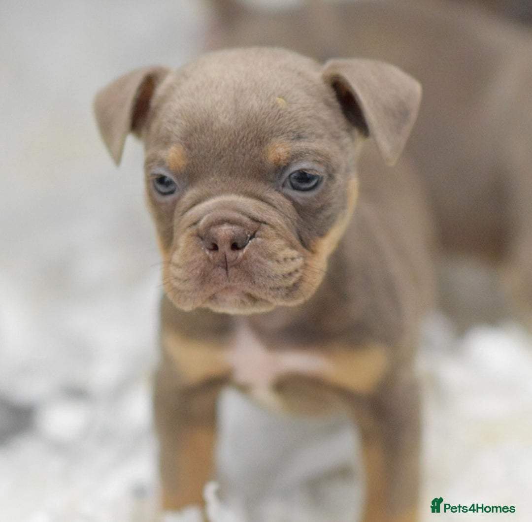 Old Tyme Bulldog dogs for sale: Why Settle for Less? 5⭐️Rated, 23 Years Experience - Image 10
